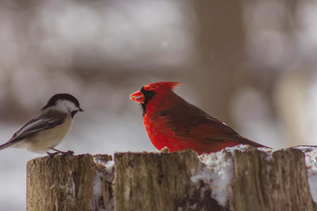 bird red cardinal bird and gray bird cardinal