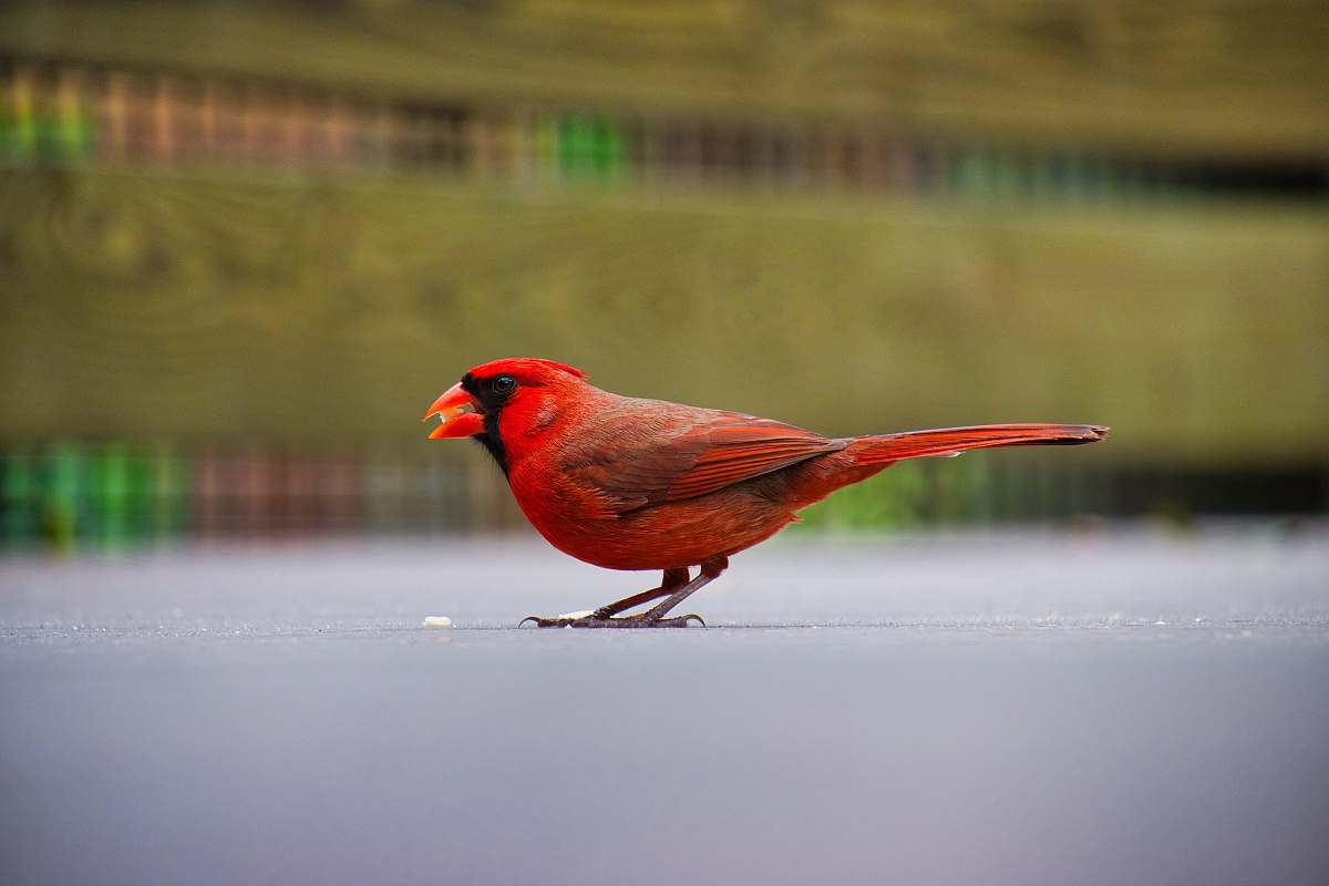 bird red cardinal bird on gray surface cardinal
