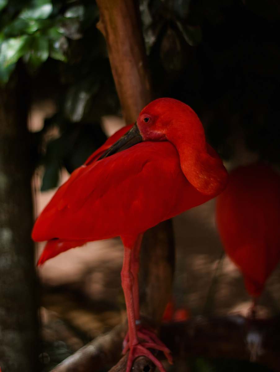 bird red flamingo brazil