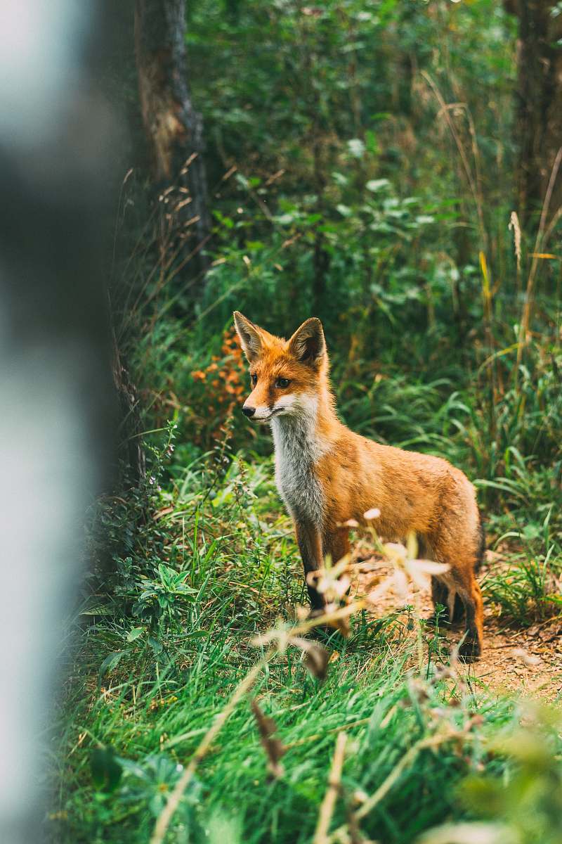 kangaroo red fox wallaby