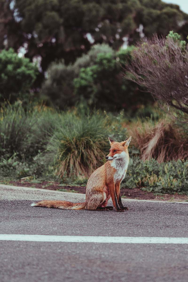 wallaby red fox on concrete road mammal