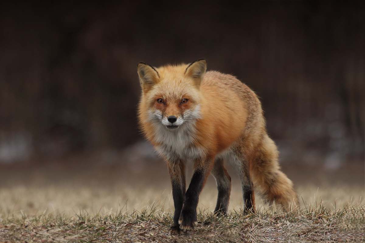 wildlife red fox fox