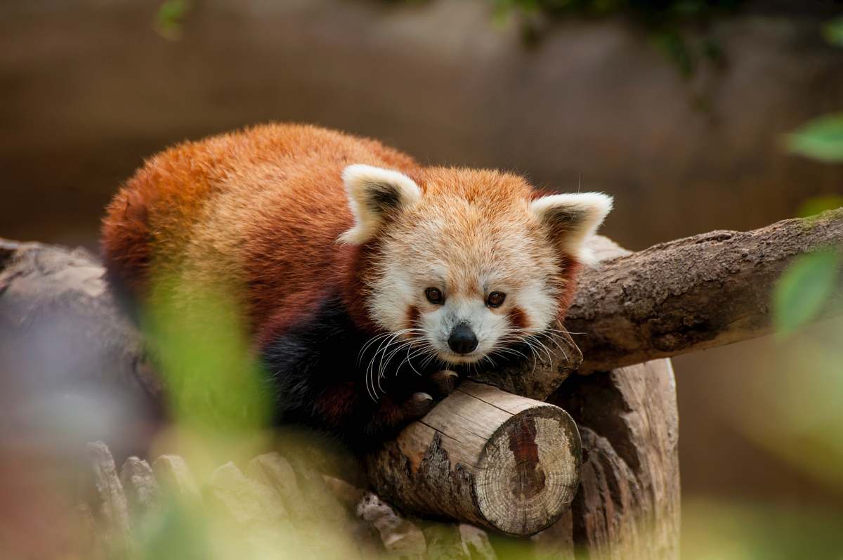 Wildlife Red Panda Lying On Brown Log Mammal Image Free Photo