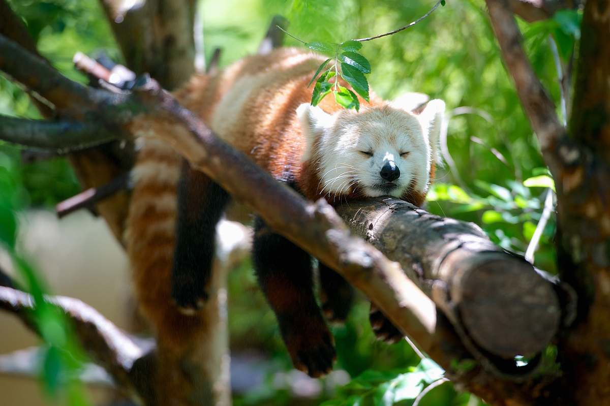 mammal red panda lying on brown tree branch wild