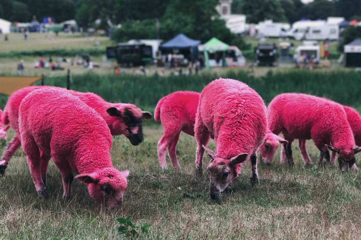 sheep red sheep eating grass pink