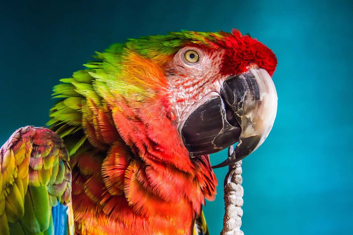 bird red, yellow, and green parrot macaw