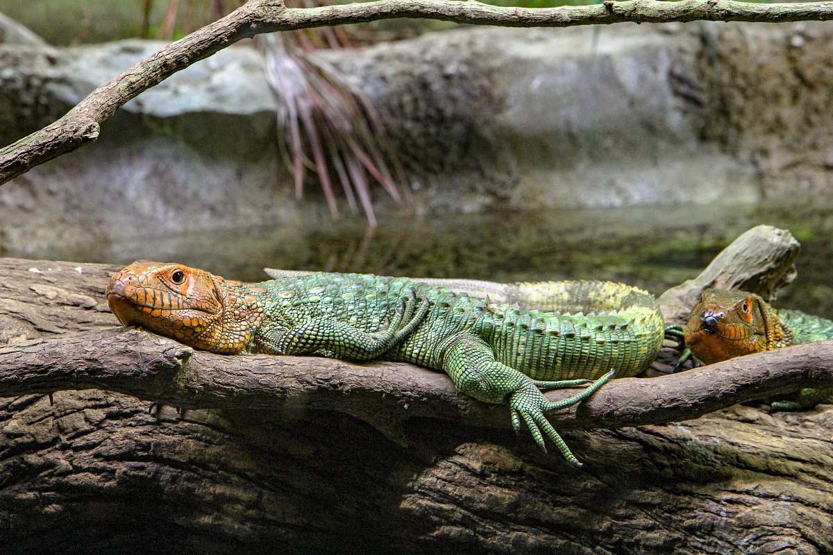 lizard reptile on log reptile