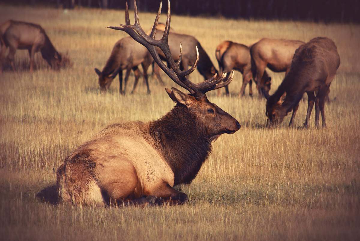 elk resting bulk on field wildlife