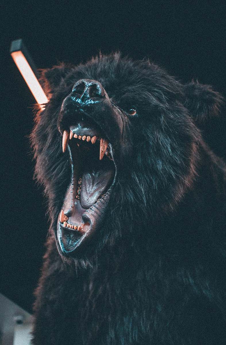 wildlife roaring brown bear bear