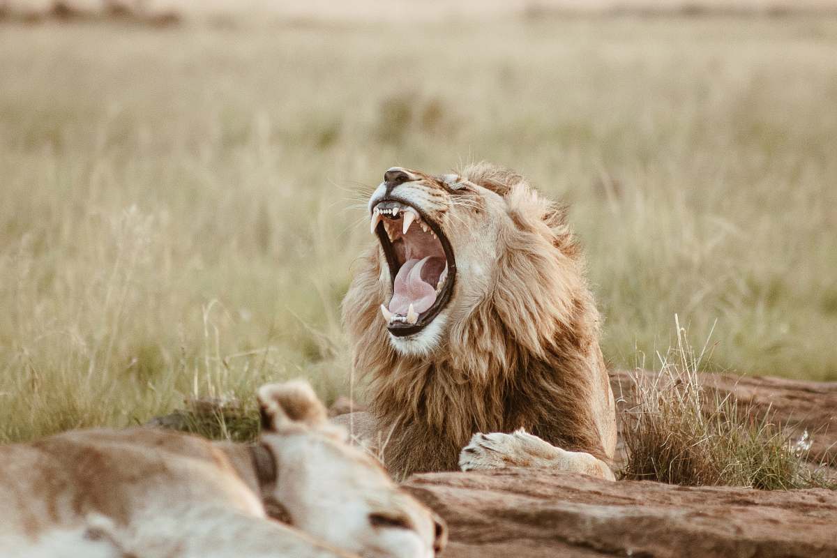 lion roaring lion on field wildlife