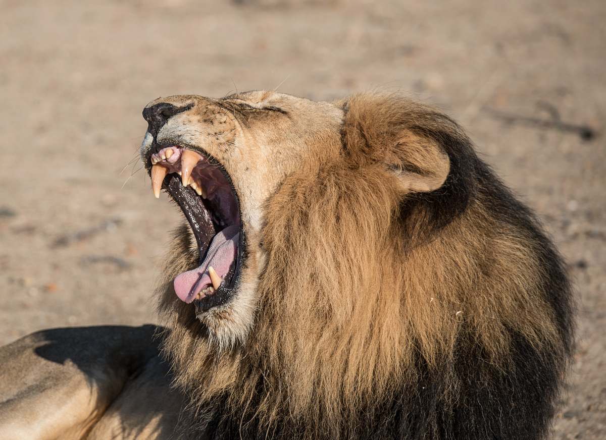 lion roaring lion photography south africa