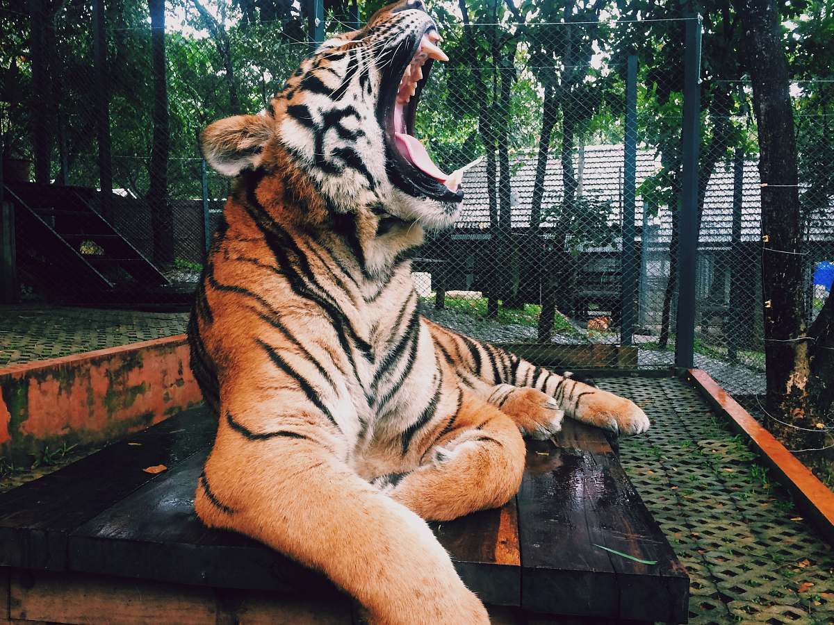 mammal roaring tiger inside zoo during daytime tiger