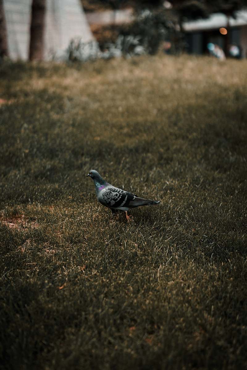 bird rock pigeon on green grass field pigeon