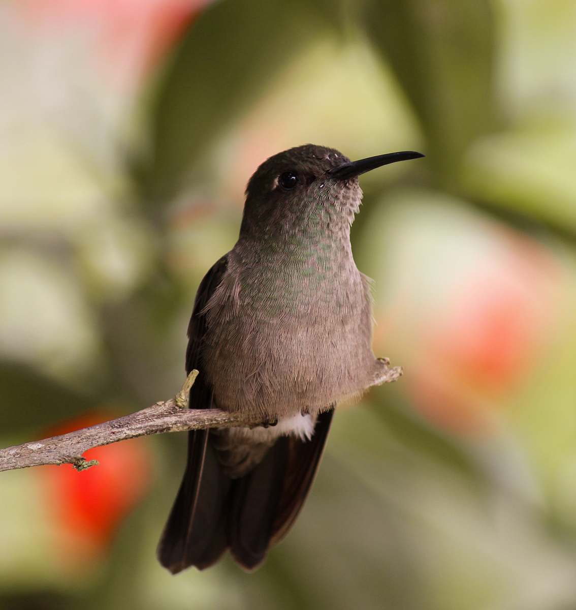 bird Ruby-throated hummingbird on brown branch hummingbird