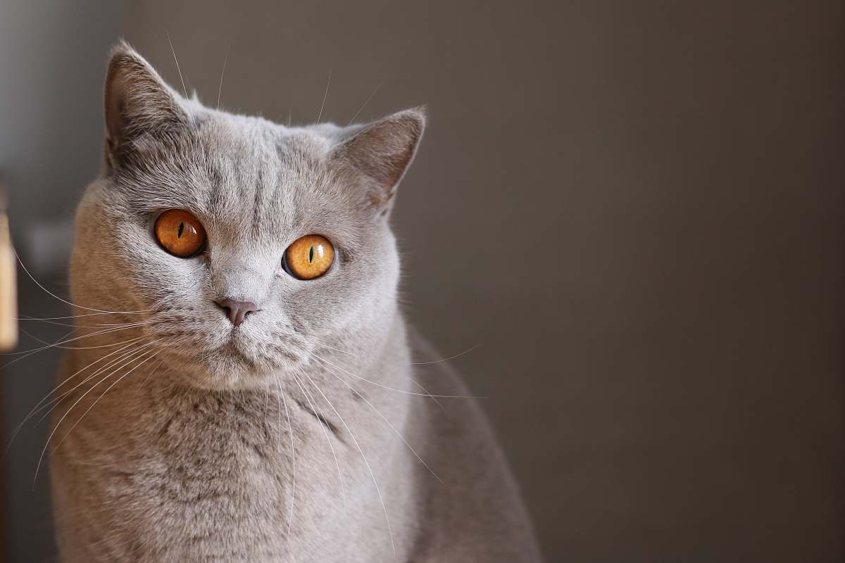 cat rules of third photography of orange-eyed gray cat pet