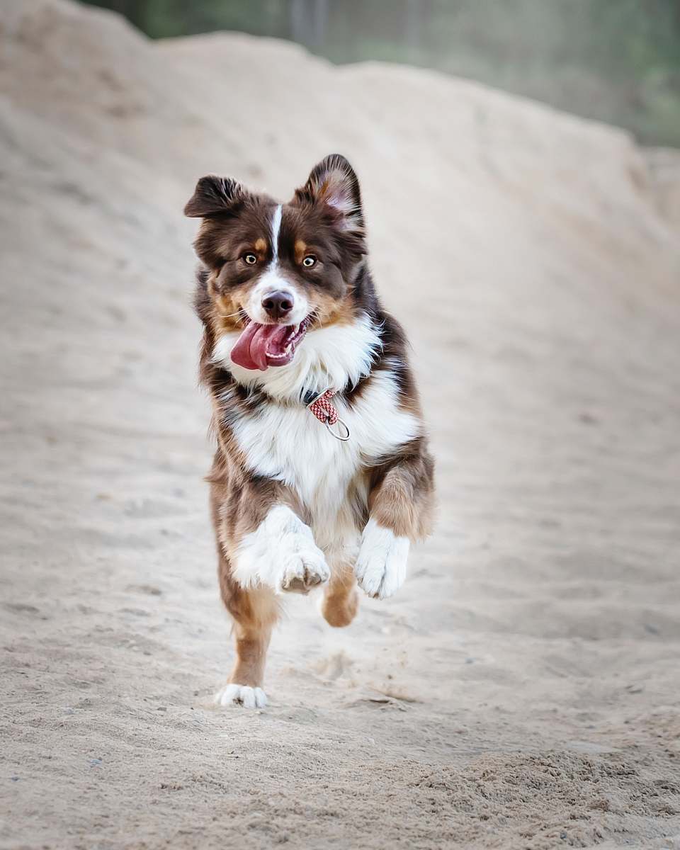 dog running white, brown, and black dog pet