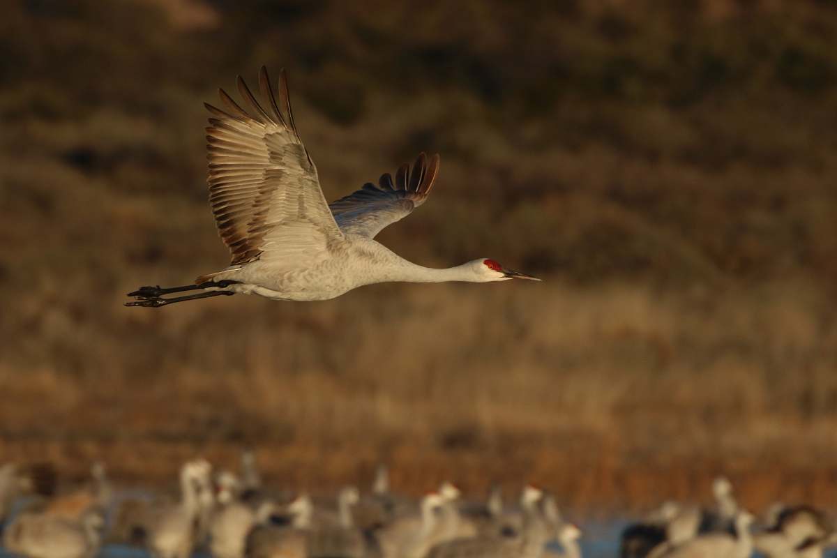bird sandhill crane bird flying during daytime selective focus photography crane bird