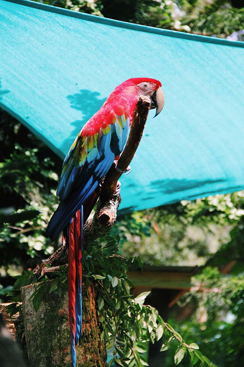 bird Scarlet Macaw on tree macaw