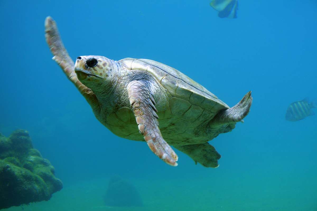 Turtle Sea Turtle Under Water Sea Image Free Photo