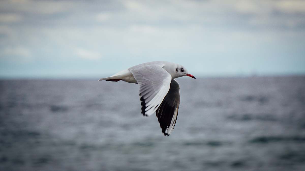 bird seagull flies above the sea flying