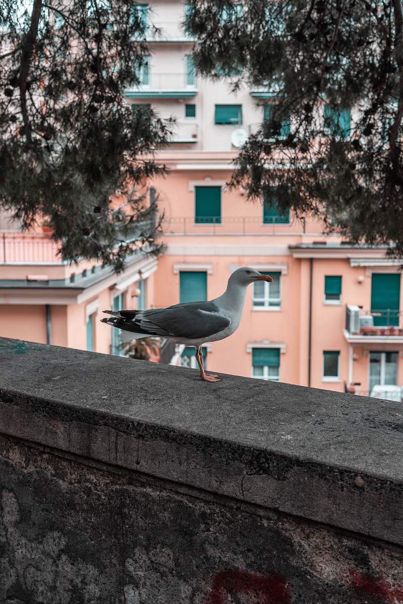 bird seagull on concrete railing near tree seagull