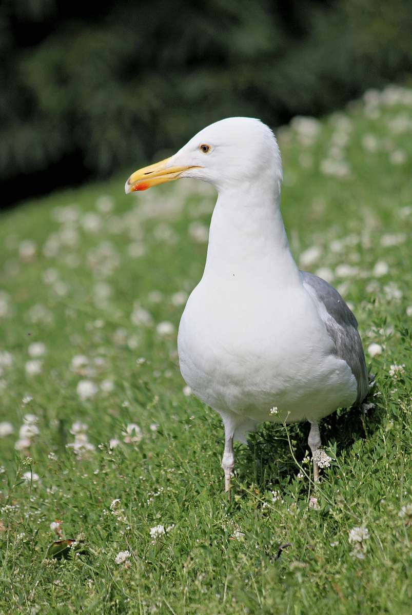 bird seagull on green grass beak