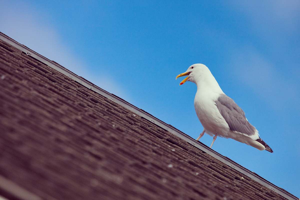 This stunning image captures a graceful seagull resting on the roof of a charming house in the UK. The bird, with its striking white feathers and keen gaze, perfectly embodies the coastal spirit. Ideal for use in travel articles, wildlife magazines, or home decor projects, this photograph evokes feelings of tranquility and natural beauty. It beautifully illustrates the relationship between nature and urban settings, making it a versatile addition to any visual collection.