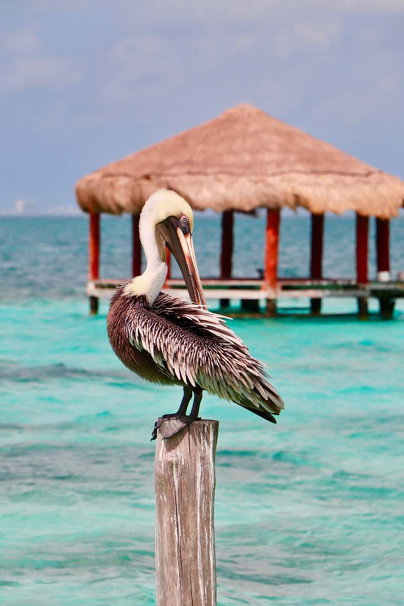 bird seagull standing on wooden post at the beach water