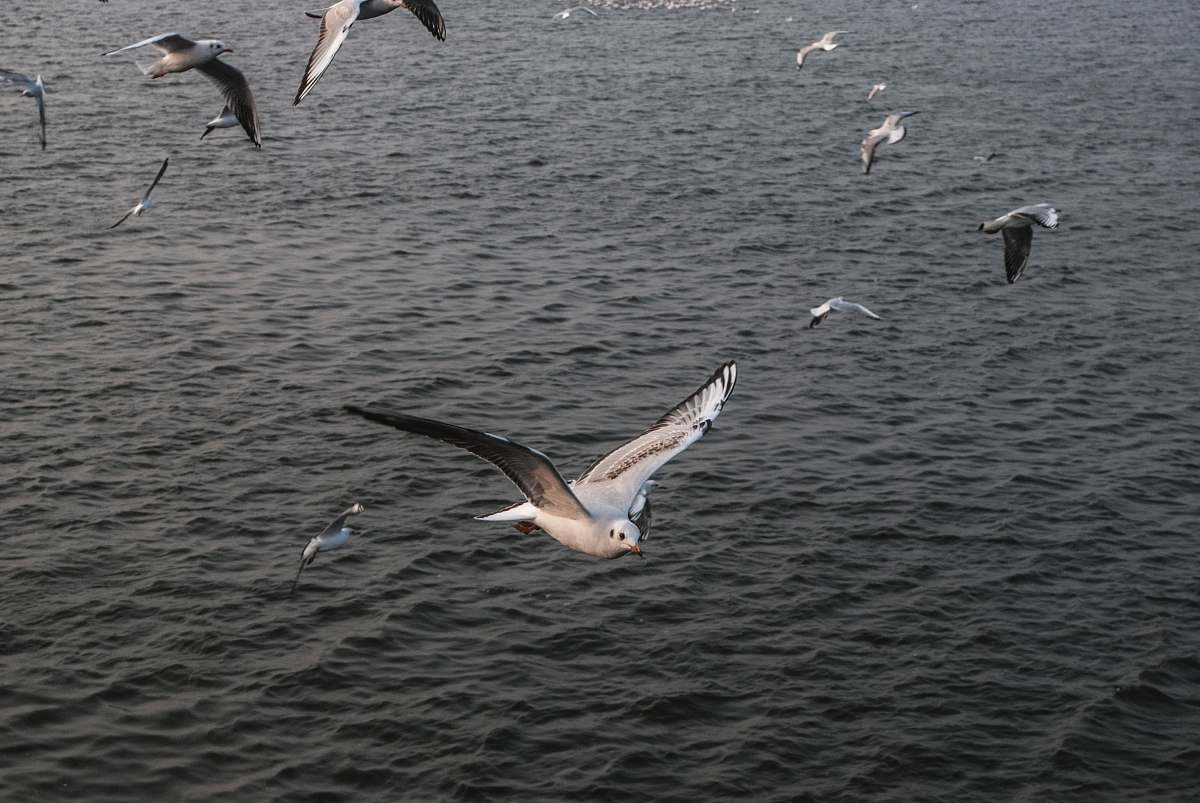 bird seagulls in flight over body of water grey