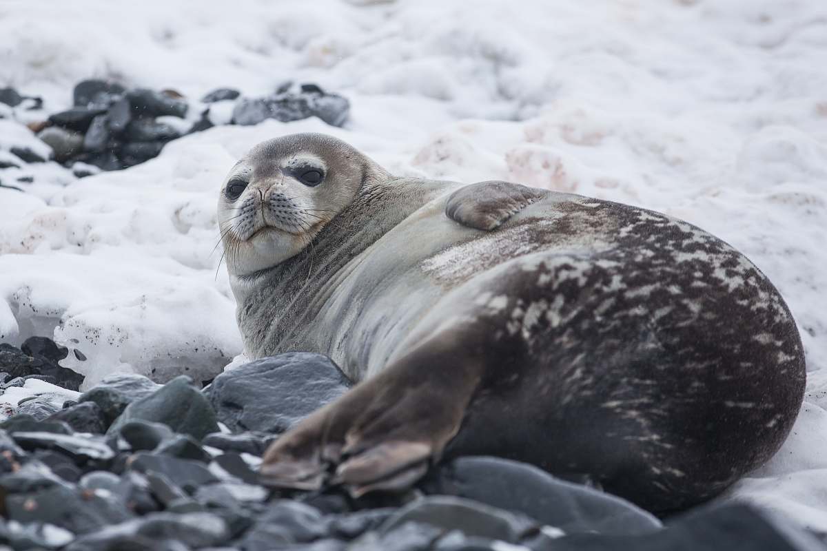 Mammal Seal Lying On Rock Covered With Snow Seal Image Free Photo