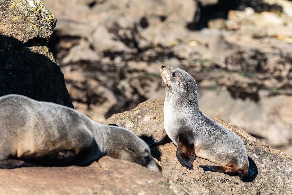mammal seal on rocks kangaroo