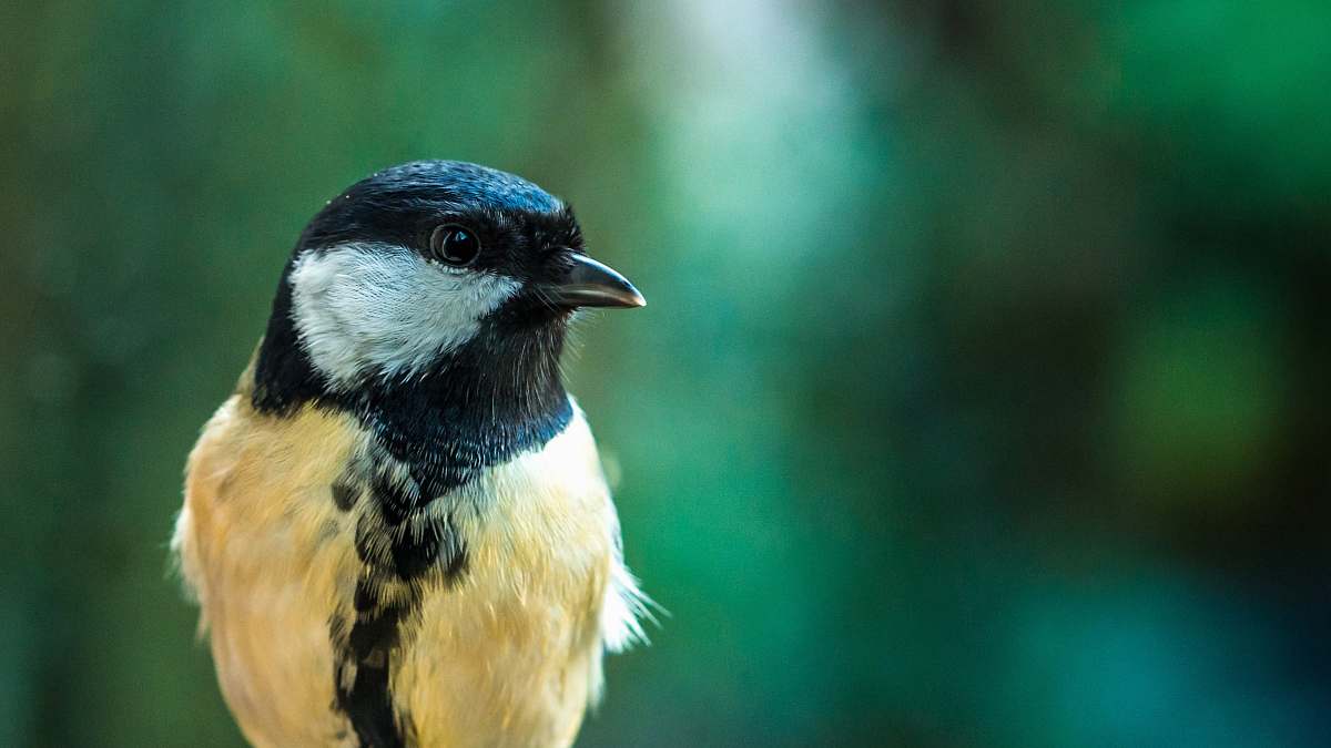 jay selective focus of brown and black bird blue jay