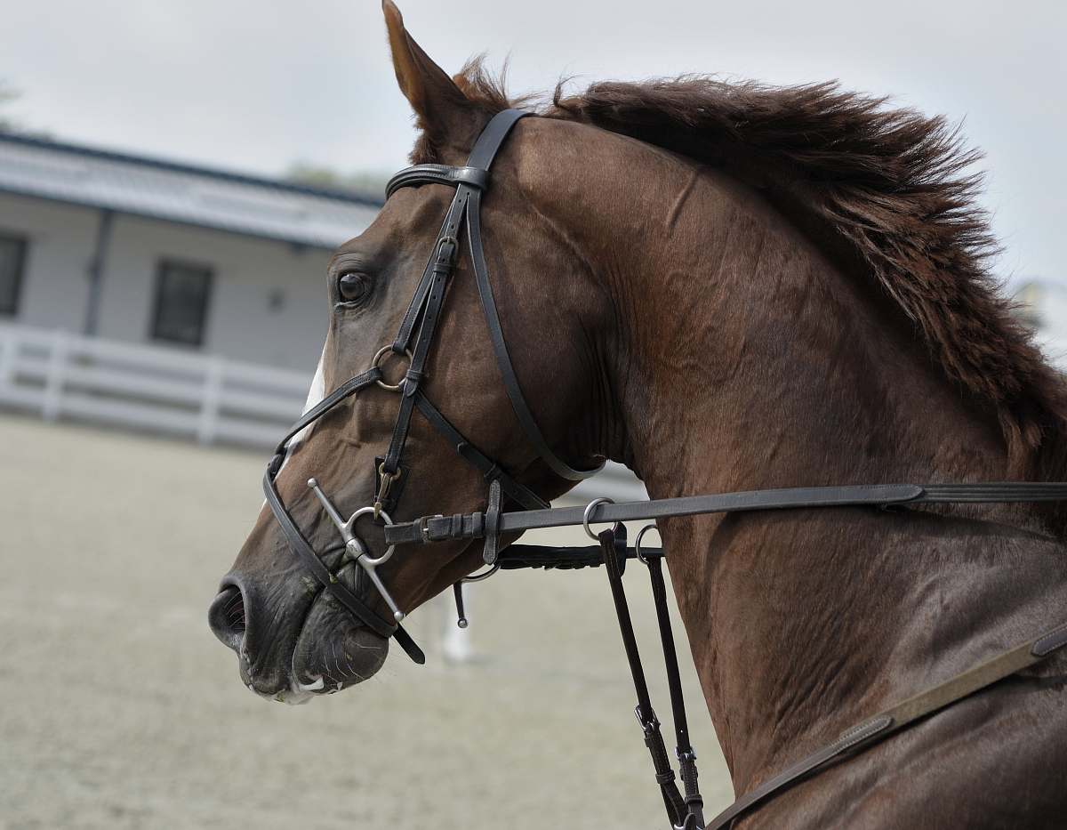 mammal selective focus of brown horse horse