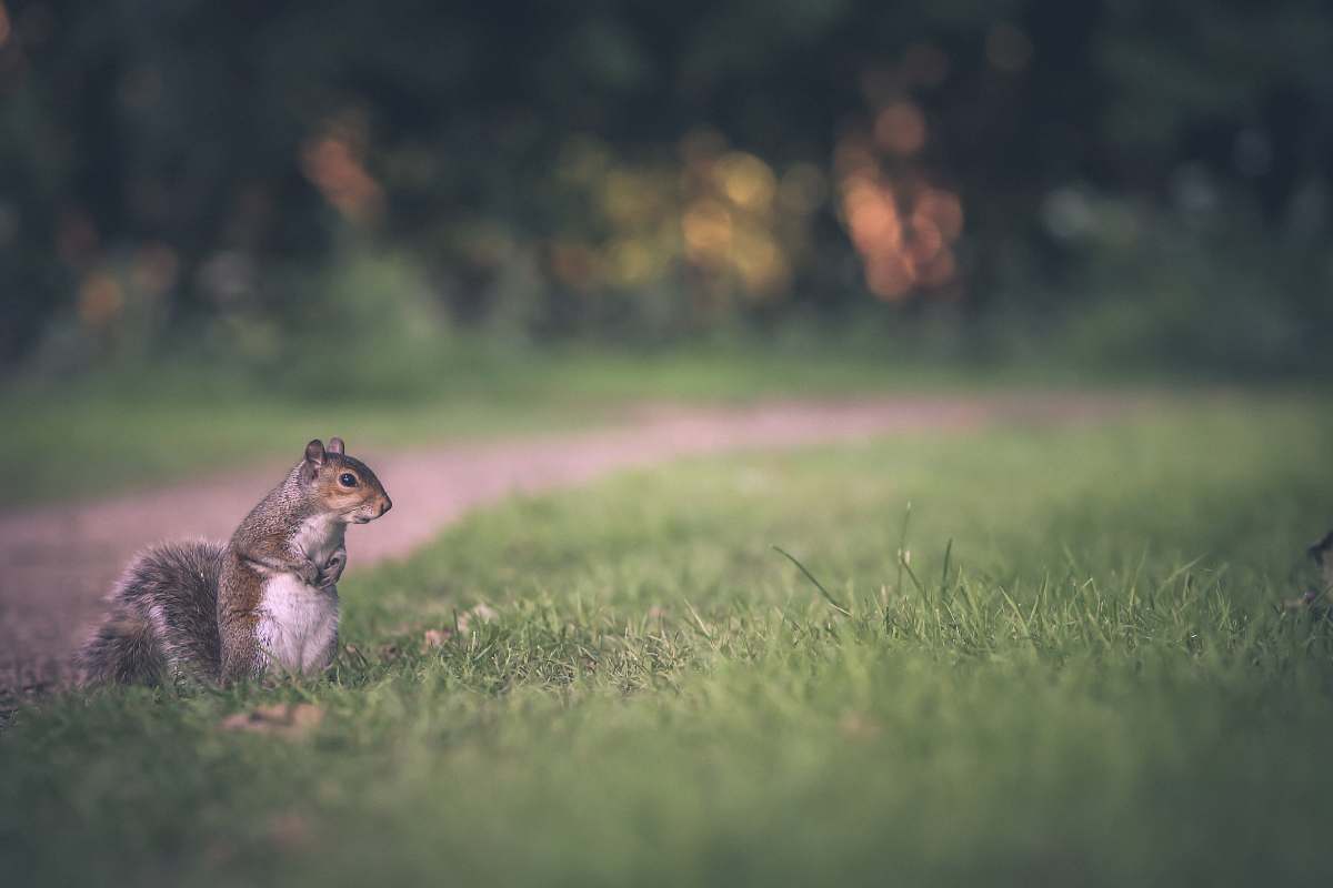 squirrel selective focus of gray squirrel on green grass field rodent