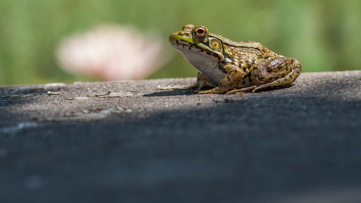 lizard selective focus of green and brown fog reptile