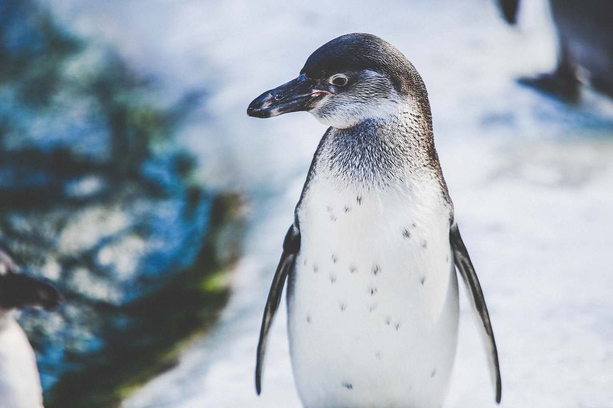 bird selective focus of white and gray penguin penguin