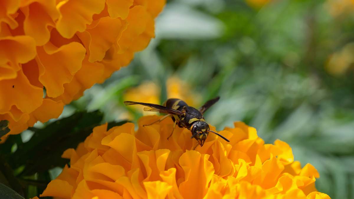 bee selective focus photo of bee on yellow-cluster flower andrena