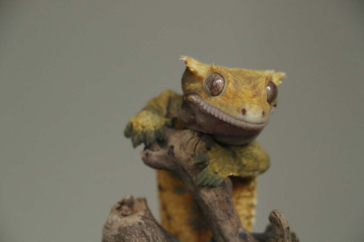 reptile selective focus photo of beige lizard lizard