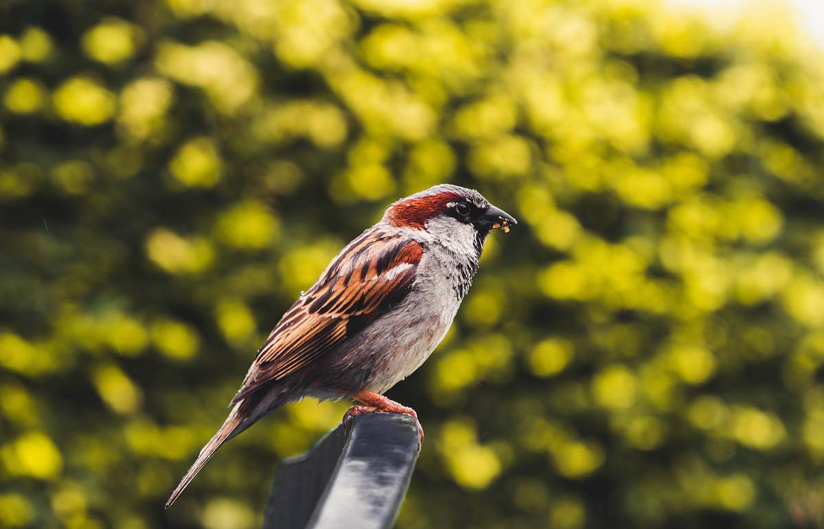 bird selective focus photo of bird sparrow