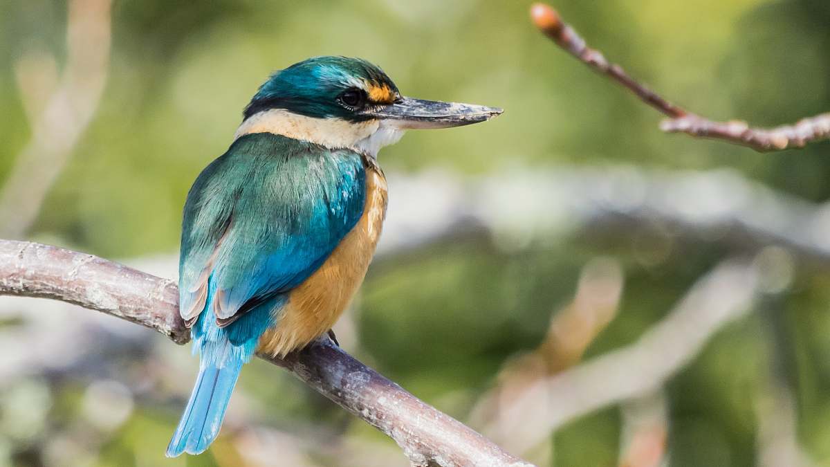 bird selective focus photo of bird on tree brunch bee eater