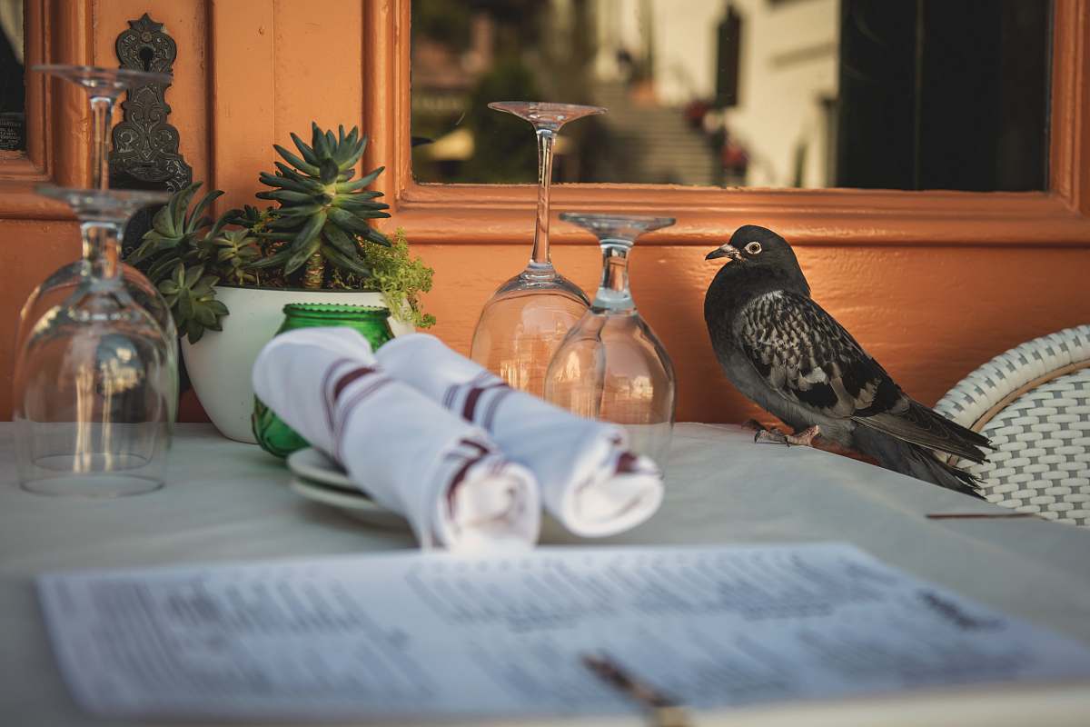 bird selective focus photo of black and gray bird on table with glasses and table glass
