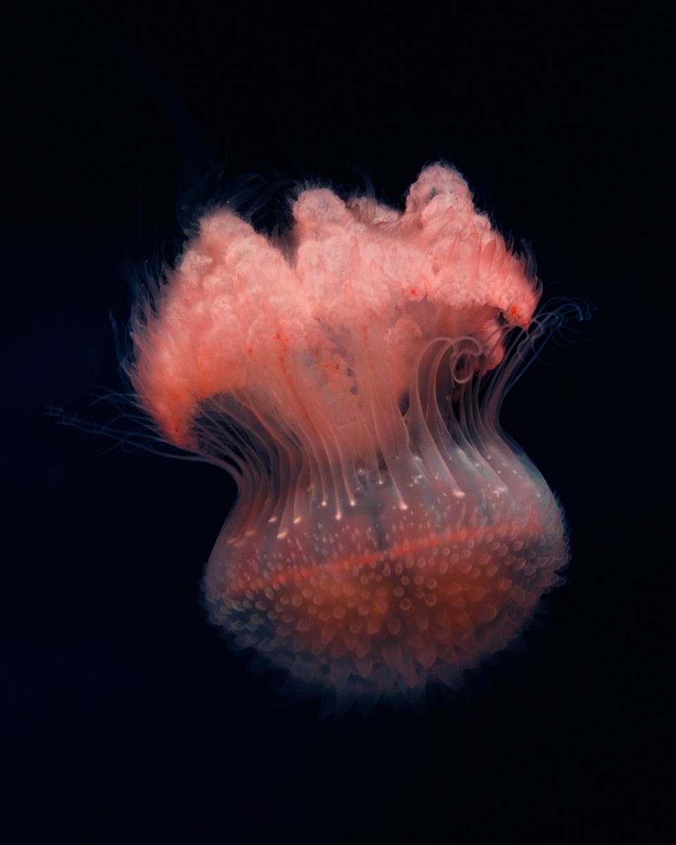fish selective focus photo of black and red jellyfish jellyfish