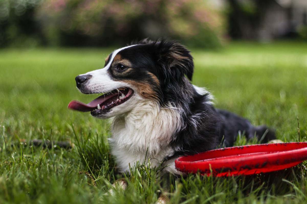 dog selective focus photo of black and white dog pet