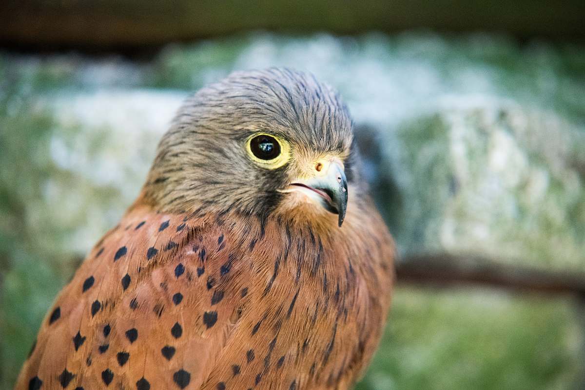 bird selective focus photo of brown and black bird beak