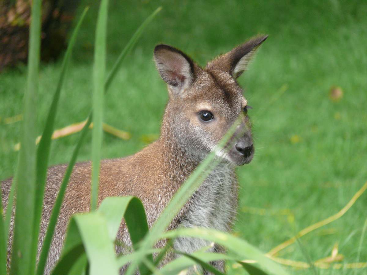 mammal selective focus photo of brown animal standing on grass field kangaroo