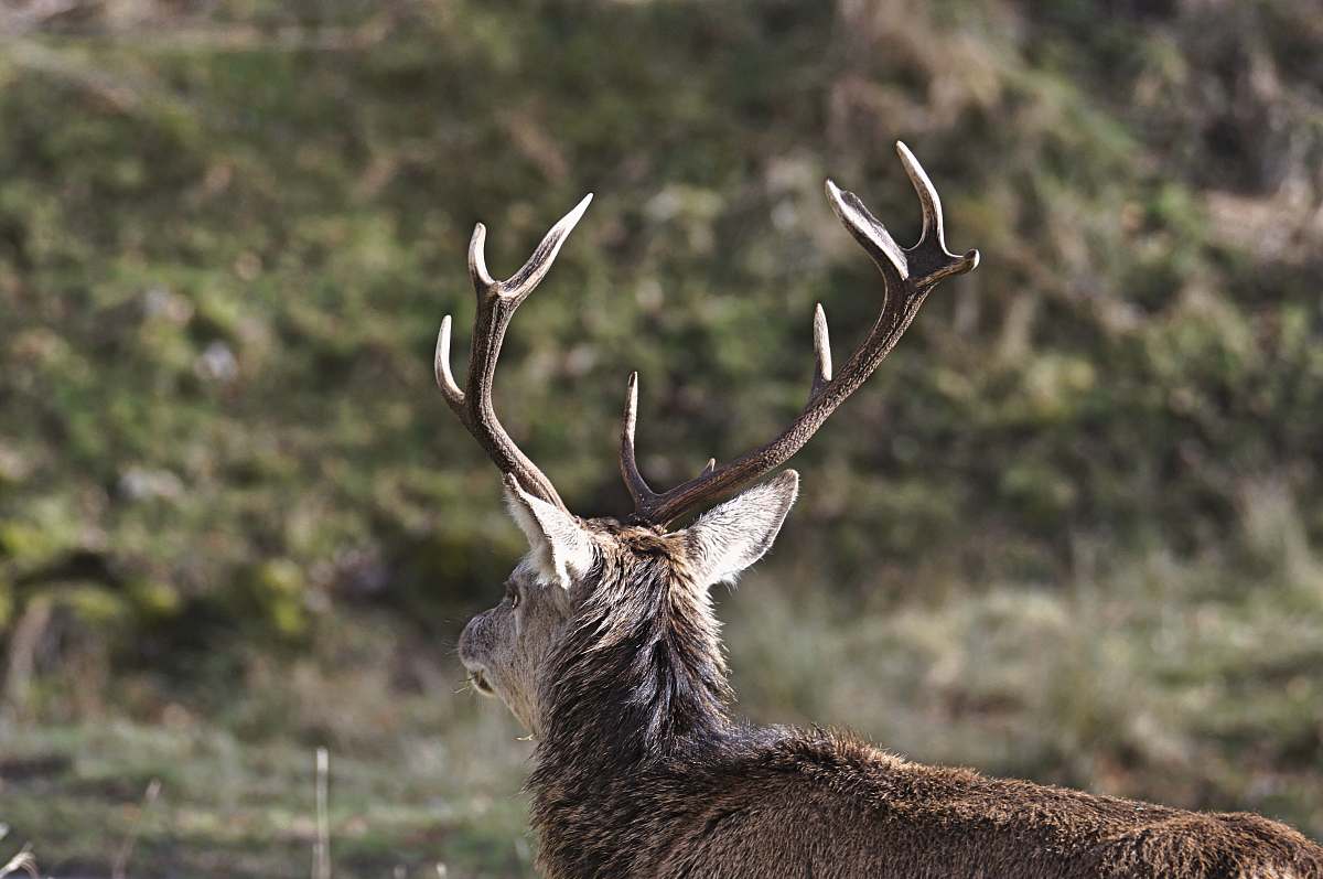 elk selective focus photo of deer during day deer