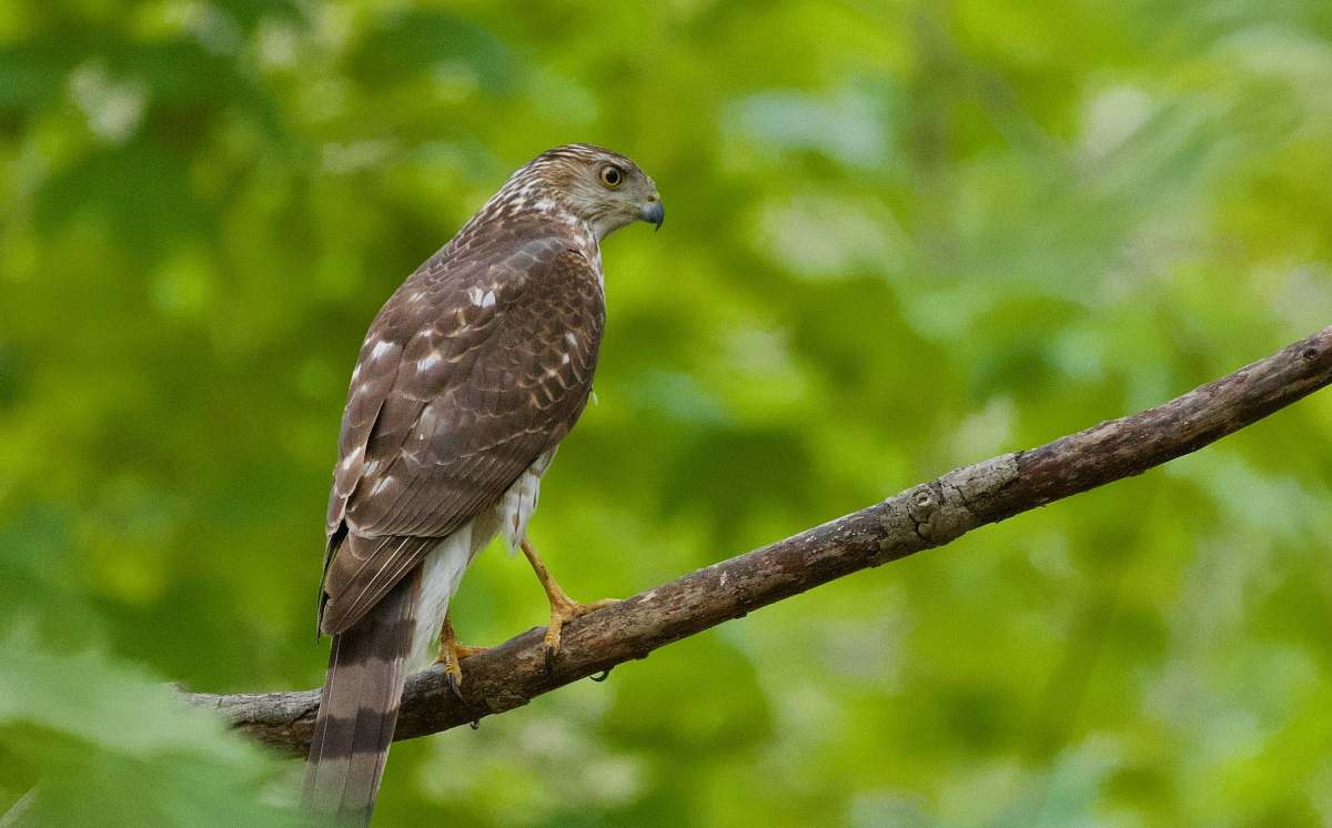 bird selective focus photo of eagle buzzard