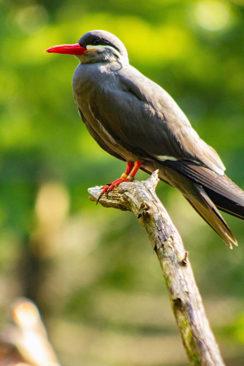 bird selective focus photo of gray and red bird kite bird