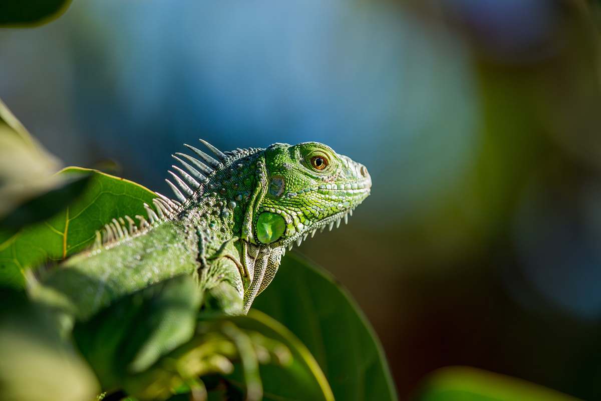 iguana selective focus photo of green iguana lizard