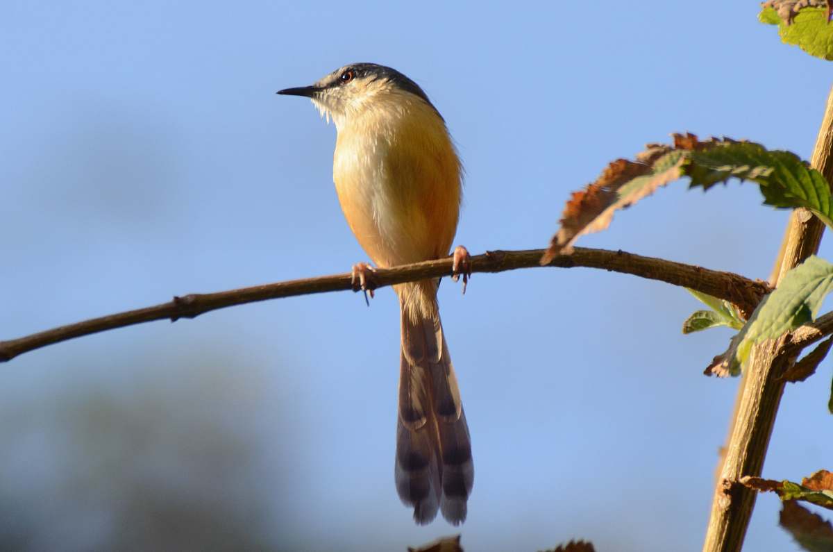 bird selective focus photo of hummingbird preaching on tree branch india